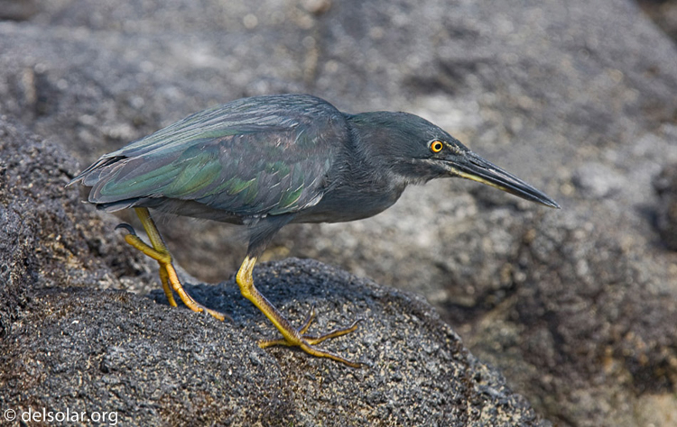 Canon EOS 40D  --  420 mm  --  EF300mm f/2.8L IS USM +1.4x  