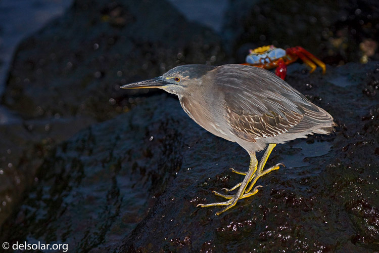 Canon EOS 40D  --  300 mm  --  EF300mm f/2.8L IS USM  