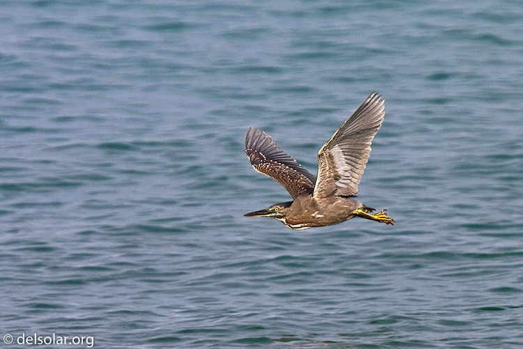 Canon EOS 40D  --  600 mm  --  EF300mm f/2.8L IS USM +2.0x  