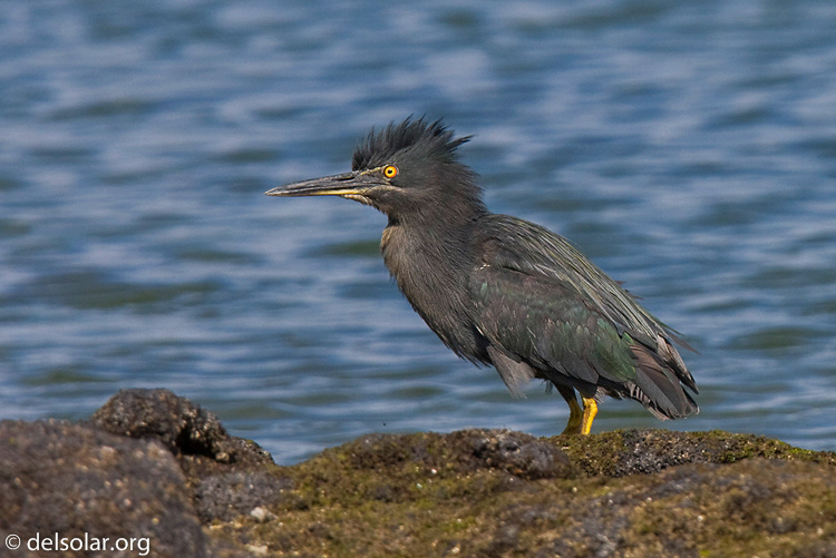 Canon EOS 40D  --  420 mm  --  EF300mm f/2.8L IS USM +1.4x  