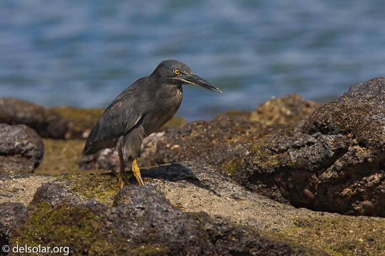 Canon EOS 40D  --  420 mm  --  EF300mm f/2.8L IS USM +1.4x  