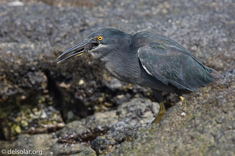 Canon EOS 40D  --  420 mm  --  EF300mm f/2.8L IS USM +1.4x  