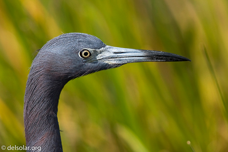 Canon EOS 40D  --  420 mm  --  EF300mm f/2.8L IS USM +1.4x  