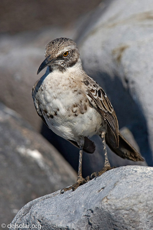 Canon EOS 40D  --  420 mm  --  EF300mm f/2.8L IS USM +1.4x  