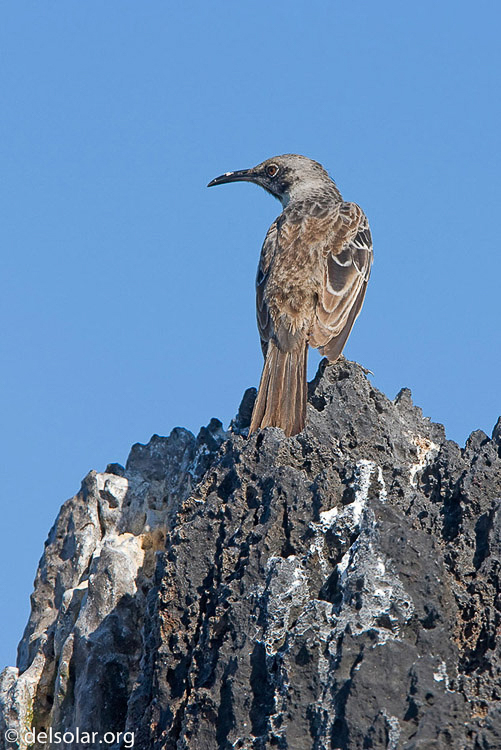 Canon EOS 40D  --  420 mm  --  EF300mm f/2.8L IS USM +1.4x  