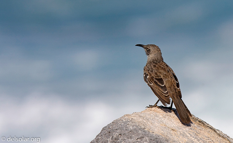 Canon EOS 40D  --  420 mm  --  EF300mm f/2.8L IS USM +1.4x  