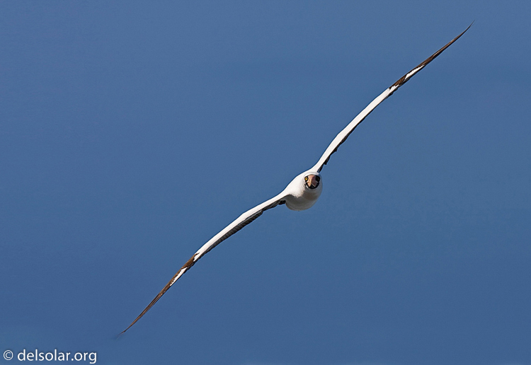 Canon EOS 40D  --  420 mm  --  EF300mm f/2.8L IS USM +1.4x  