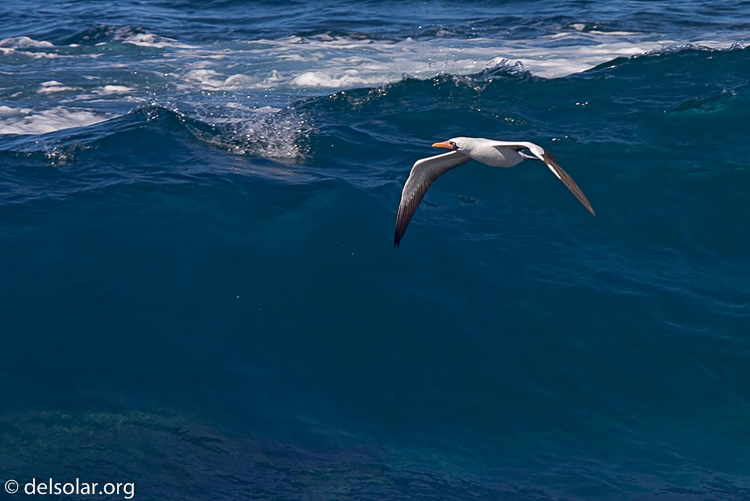 Canon EOS 40D  --  420 mm  --  EF300mm f/2.8L IS USM +1.4x  