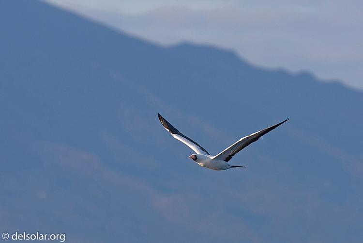 Canon EOS 40D  --  420 mm  --  EF300mm f/2.8L IS USM +1.4x  