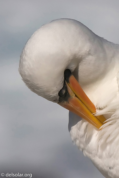 Canon EOS 40D  --  420 mm  --  EF300mm f/2.8L IS USM +1.4x  