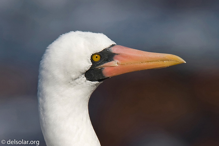 Canon EOS 40D  --  420 mm  --  EF300mm f/2.8L IS USM +1.4x  