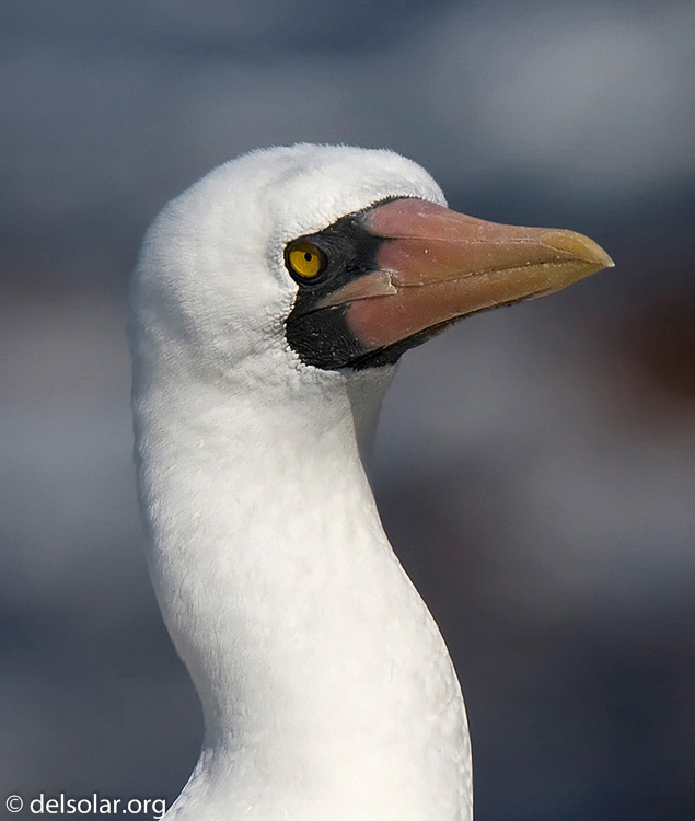 Canon EOS 40D  --  420 mm  --  EF300mm f/2.8L IS USM +1.4x  