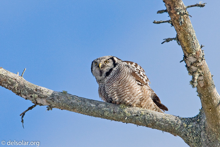 Canon EOS 40D  --  700 mm  --  EF500mm f/4L IS USM +1.4x  