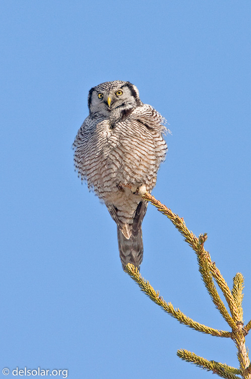 Canon EOS 40D  --  700 mm  --  EF500mm f/4L IS USM +1.4x  