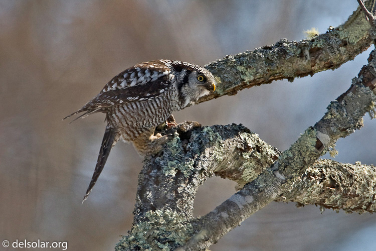 Canon EOS 40D  --  700 mm  --  EF500mm f/4L IS USM +1.4x  