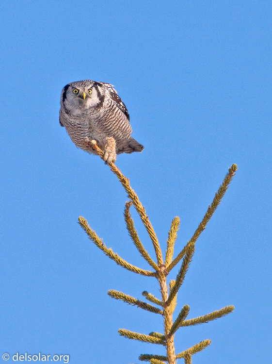 Canon EOS 40D  --  700 mm  --  EF500mm f/4L IS USM +1.4x  