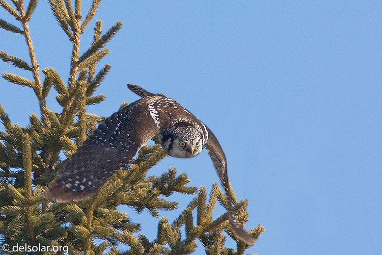 Canon EOS 40D  --  700 mm  --  EF500mm f/4L IS USM +1.4x  