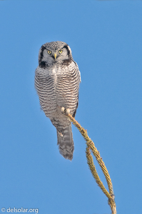 Canon EOS 40D  --  700 mm  --  EF500mm f/4L IS USM +1.4x  