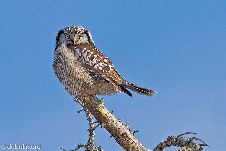 Canon EOS 40D  --  700 mm  --  EF500mm f/4L IS USM +1.4x  