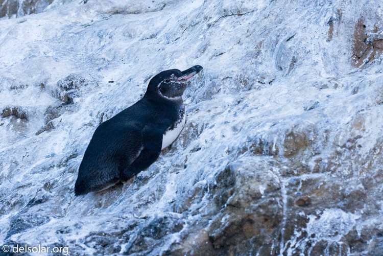 Canon EOS 40D  --  118 mm  --  EF70-200mm f/4L USM  