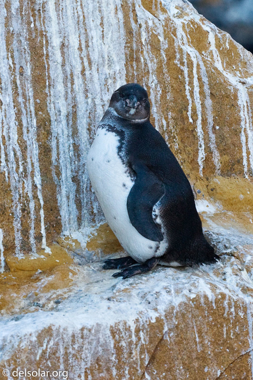 Canon EOS 40D  --  118 mm  --  EF70-200mm f/4L USM  