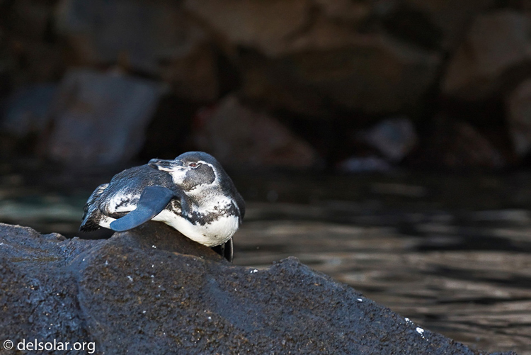 Canon EOS 40D  --  135 mm  --  EF70-200mm f/4L USM  
