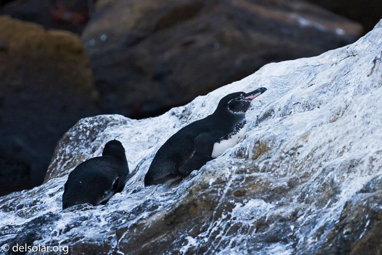 Canon EOS 40D  --  159 mm  --  EF70-200mm f/4L USM  