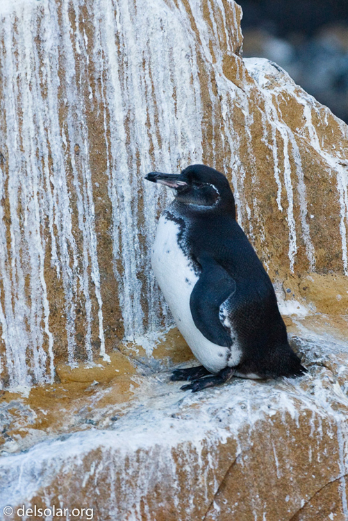 Canon EOS 40D  --  131 mm  --  EF70-200mm f/4L USM  