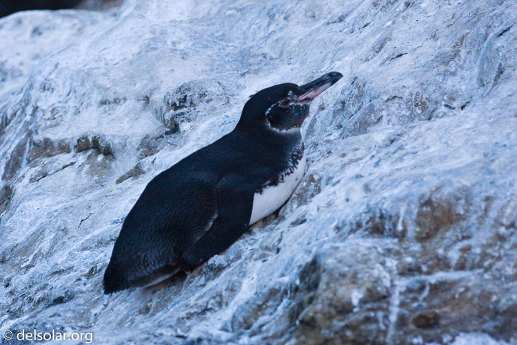 Canon EOS 40D  --  145 mm  --  EF70-200mm f/4L USM  