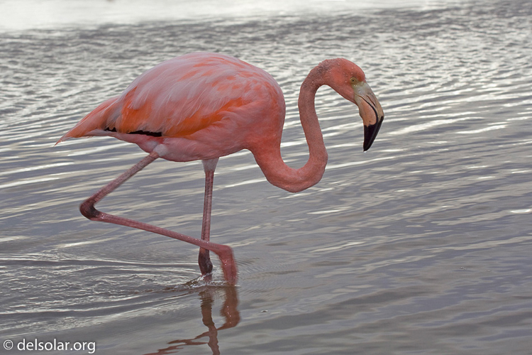 Canon EOS DIGITAL REBEL XT  --  70 mm  --  70.0-200.0 mm  