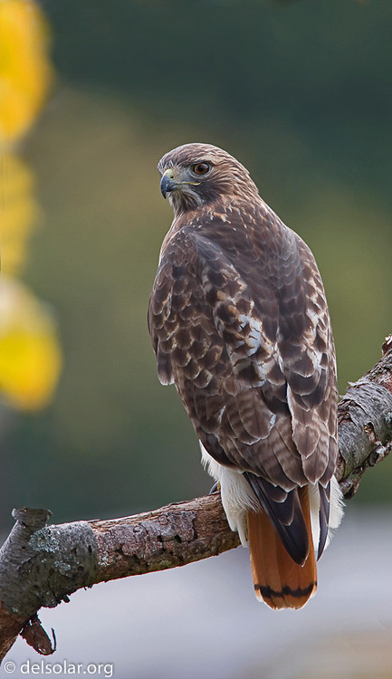 Canon EOS 40D  --  700 mm  --  EF500mm f/4L IS USM +1.4x  