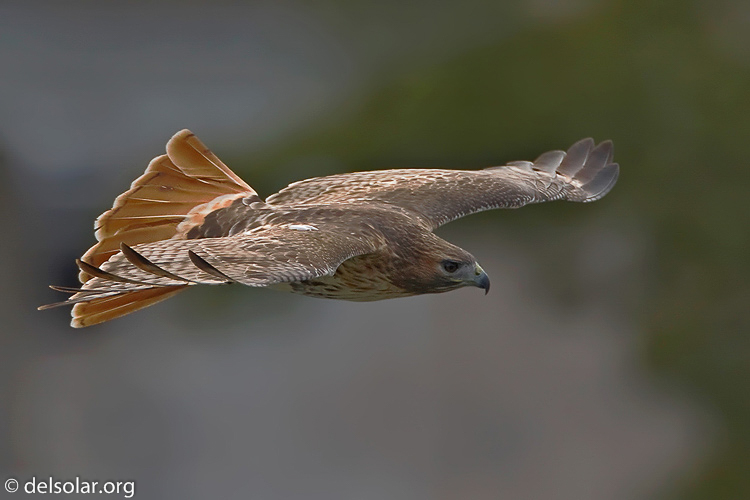 Canon EOS 40D  --  700 mm  --  EF500mm f/4L IS USM +1.4x  