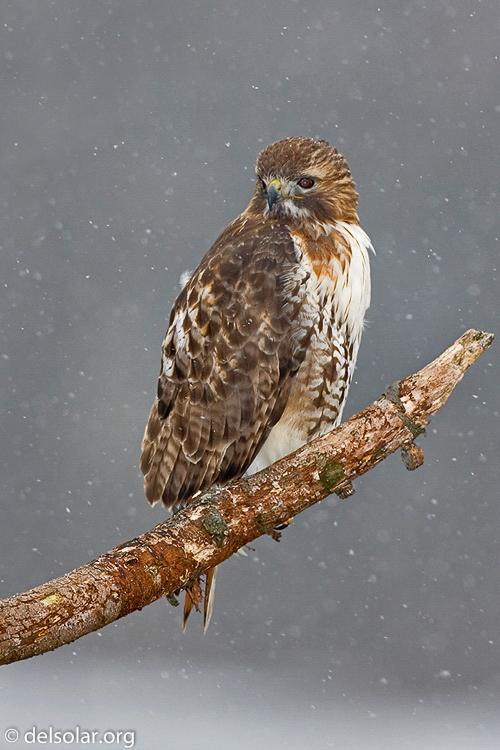 Canon EOS 40D  --  500 mm  --  EF500mm f/4L IS USM  