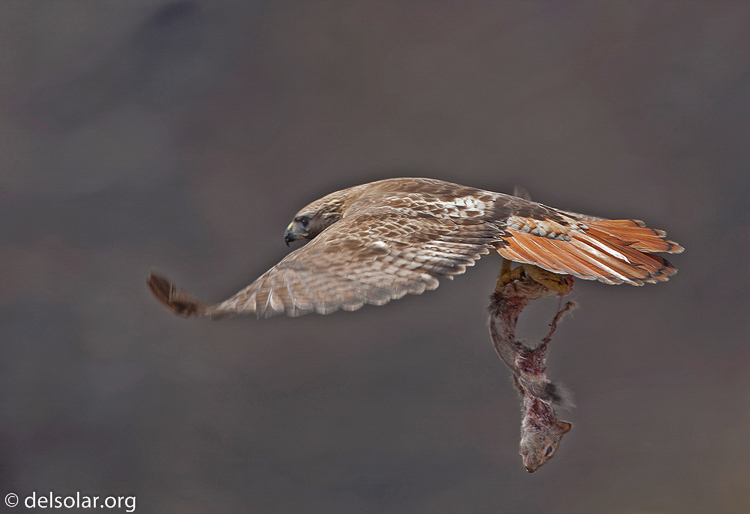 Canon EOS 5D Mark II  --  700 mm  --  EF500mm f/4L IS USM +1.4x  