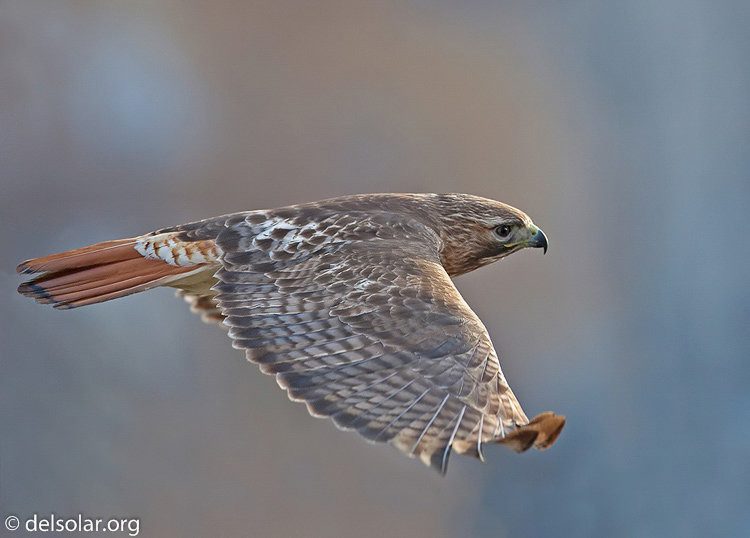 Canon EOS 5D Mark II  --  500 mm  --  EF500mm f/4L IS USM  