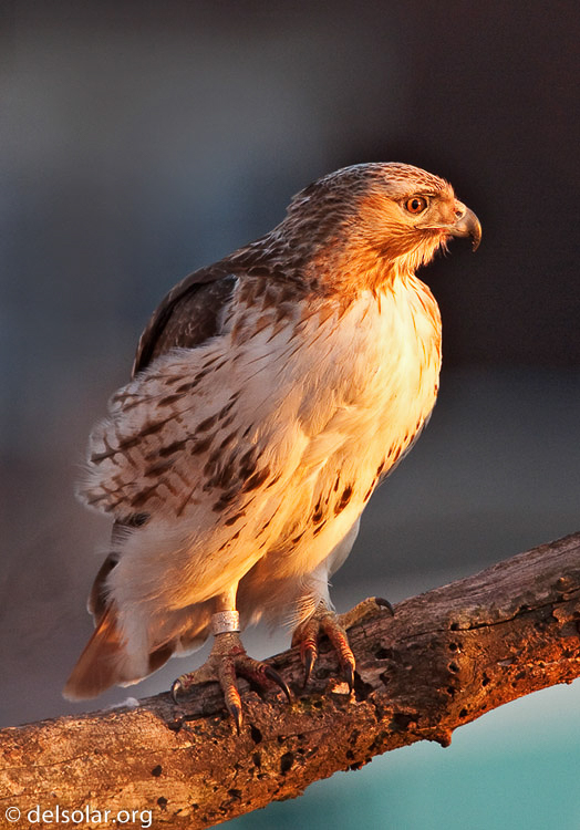 Canon EOS 40D  --  700 mm  --  EF500mm f/4L IS USM +1.4x  