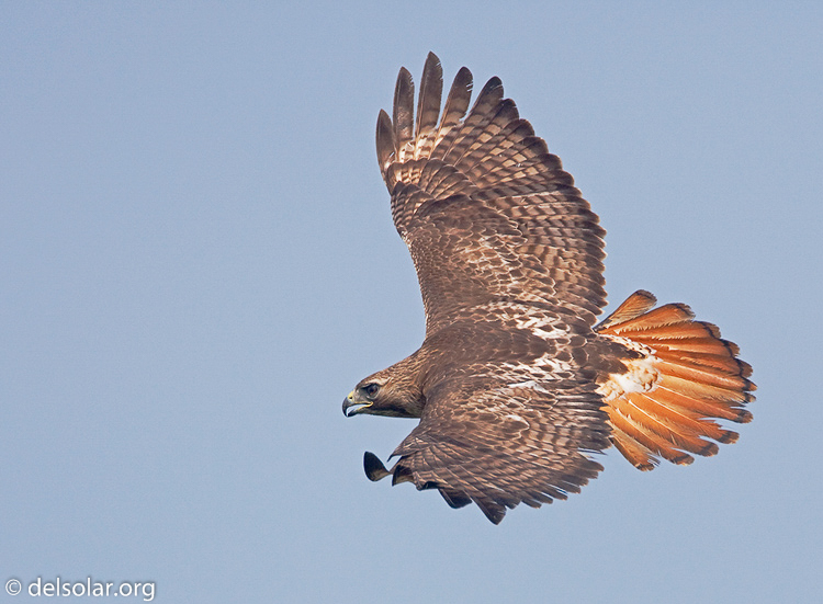 Canon EOS 5D Mark II  --  700 mm  --  EF500mm f/4L IS USM +1.4x  