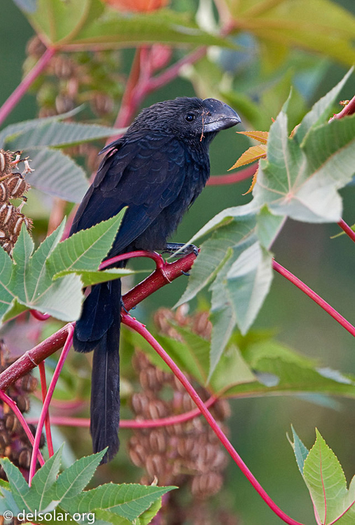 Canon EOS 40D  --  420 mm  --  EF300mm f/2.8L IS USM +1.4x  