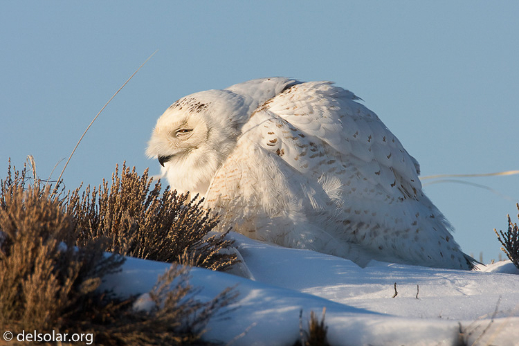 Canon EOS 40D  --  700 mm  --  EF500mm f/4L IS USM +1.4x  