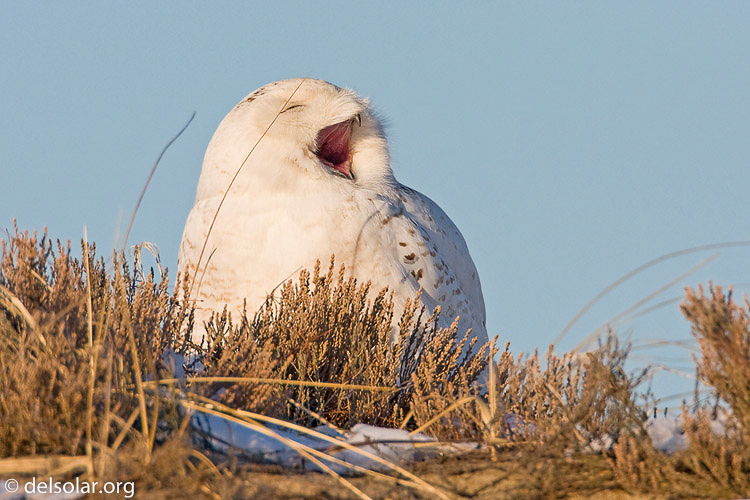 Canon EOS 40D  --  700 mm  --  EF500mm f/4L IS USM +1.4x  