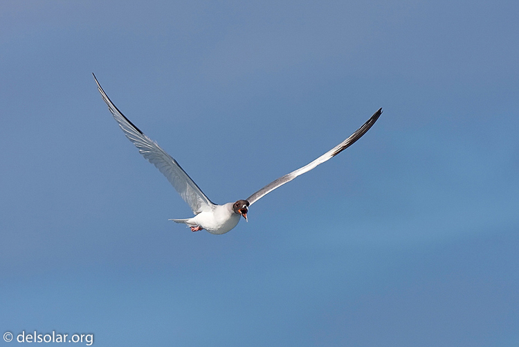 Canon EOS 40D  --  420 mm  --  EF300mm f/2.8L IS USM +1.4x  