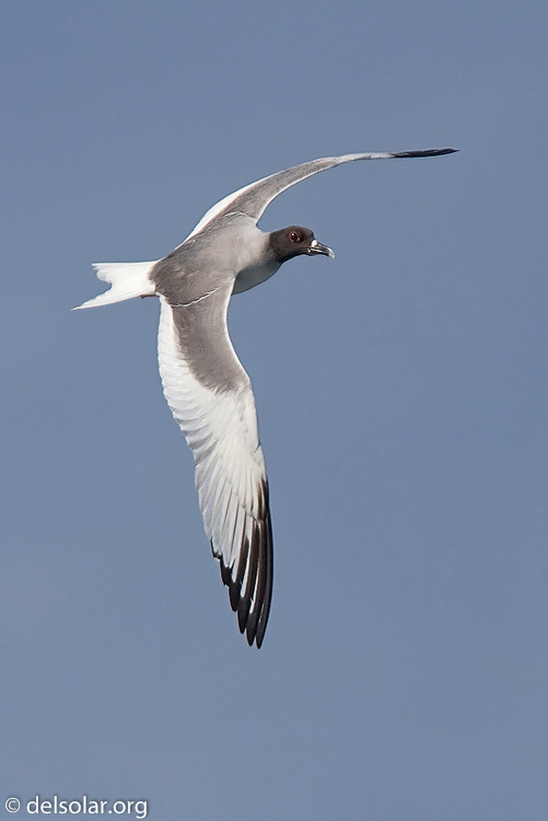 Canon EOS 40D  --  420 mm  --  EF300mm f/2.8L IS USM +1.4x  