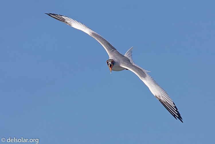 Canon EOS 40D  --  420 mm  --  EF300mm f/2.8L IS USM +1.4x  