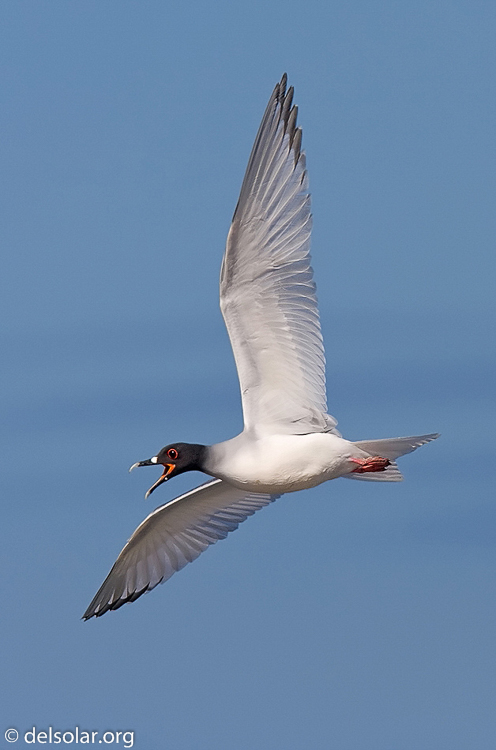 Canon EOS 40D  --  420 mm  --  EF300mm f/2.8L IS USM +1.4x  