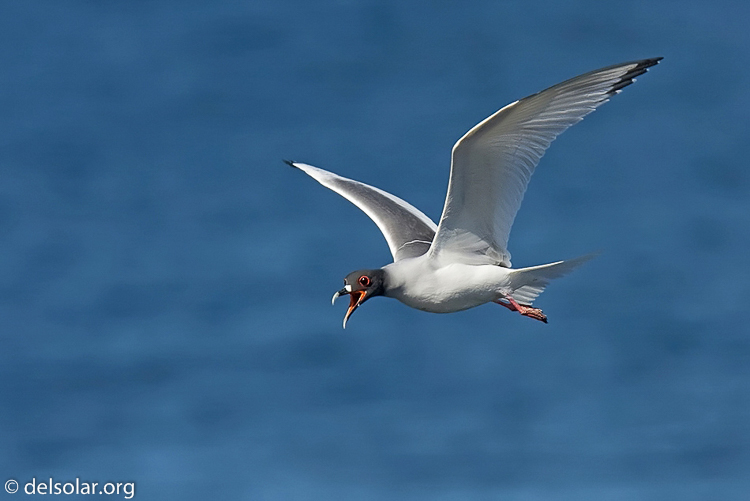 Canon EOS 40D  --  420 mm  --  EF300mm f/2.8L IS USM +1.4x  