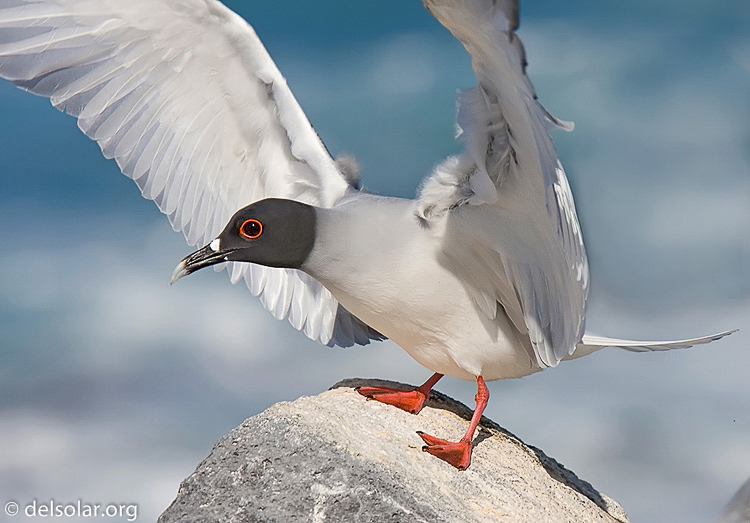 Canon EOS 40D  --  420 mm  --  EF300mm f/2.8L IS USM +1.4x  