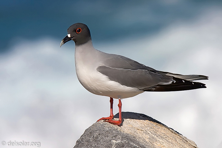 Canon EOS 40D  --  420 mm  --  EF300mm f/2.8L IS USM +1.4x  