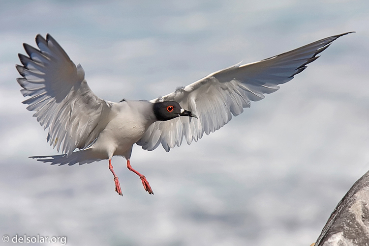 Canon EOS 40D  --  420 mm  --  EF300mm f/2.8L IS USM +1.4x  