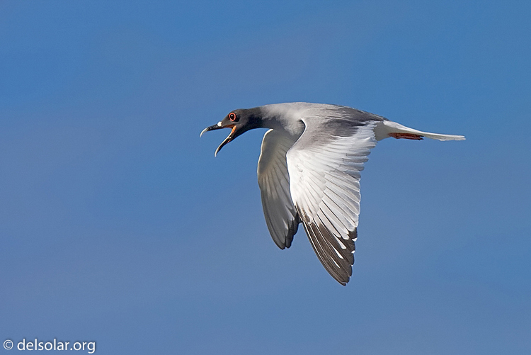 Canon EOS 40D  --  420 mm  --  EF300mm f/2.8L IS USM +1.4x  