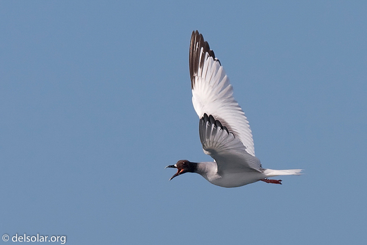 Canon EOS 40D  --  420 mm  --  EF300mm f/2.8L IS USM +1.4x  